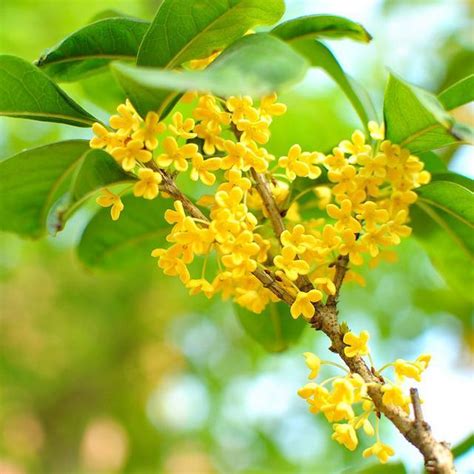 桂花種不活|桂花為甚麼不開花